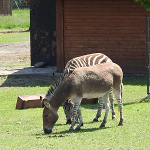 Somali ass and Zebra