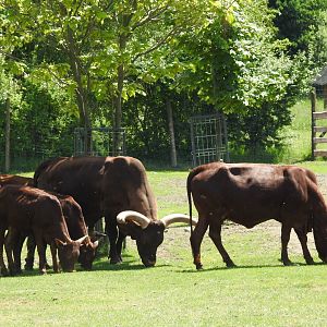 Watusi cattle