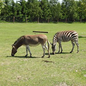 Somali ass and Zebra