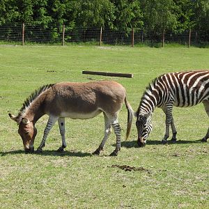 Somali ass and Zebra