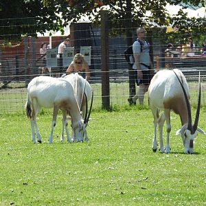 Scimitar-horned oryxes