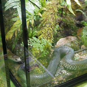 Lowland Copperhead (Austrelaps superbus)