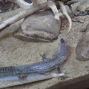 Rusty Water Monitor (Varanus semiremex)