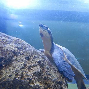 Pignosed Turtle/Fly River Turtle