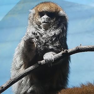 Paul & Lynsey's Zoo Tour #104 Prospect Park Zoo - YouTube