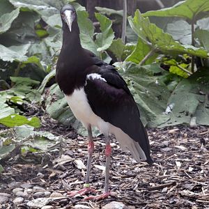 Abdim's Stork London zoo 25 07 2020