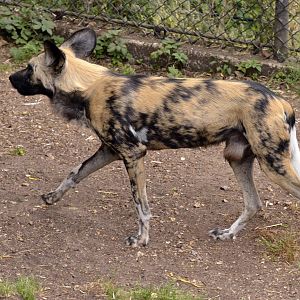 African Hunting Dog London zoo 25 07 2020