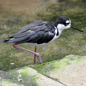Black Necked Stilt London zoo 25 07 2020
