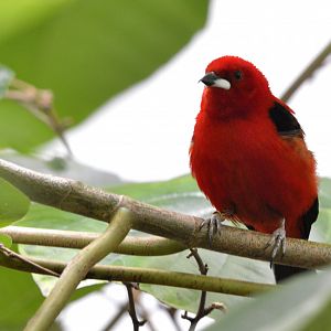 Brazilian Tanager London zoo 25 07 2020