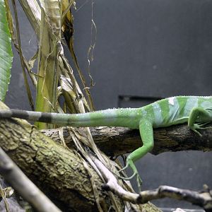 Chameleon (ID Required please?London zoo 25 07 2020
