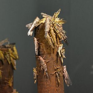 Desert Locust London zoo 25 07 2020