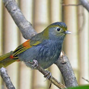 Emei Shaw Liocichla London zoo 25 07 2020
