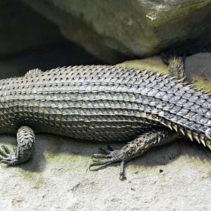 Gidgee Spiny Tailed Lizard London zoo 25 07 2020