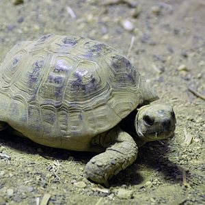 Greek Spur Thighed Tortoise London zoo 25 07 2020