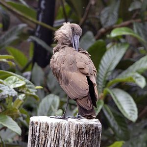 Hamerkop London zoo 25 07 2020