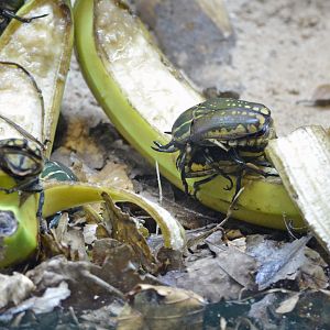 Magnificent Flower Beetle London zoo 25 07 2020