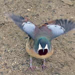 Mindanao Bleeding Heart Dove London zoo 25 07 2020