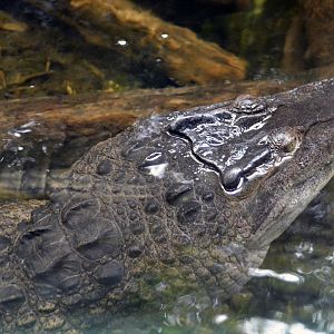 Philippine Crocodile London zoo 25 07 2020