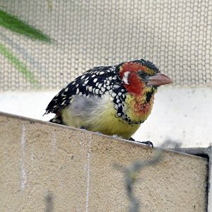 Red & Yellow Barbet London zoo 25 07 2020