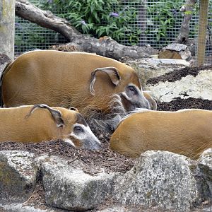 Red River Hog London zoo 25 07 2020