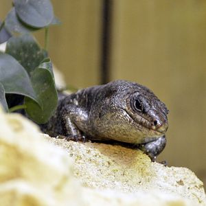 Round Island Skink London zoo 25 07 2020
