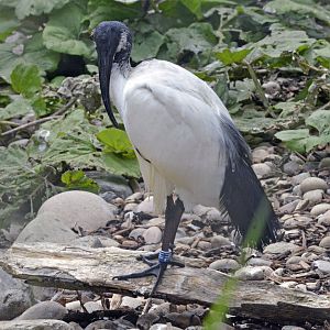 Sacred Ibis London zoo 25 07 2020