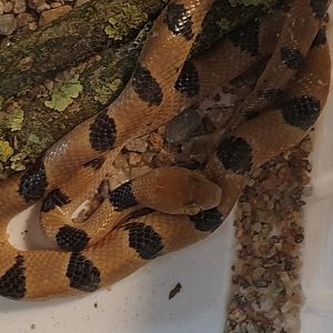 African tiger snake - Telescopus semiannulatus