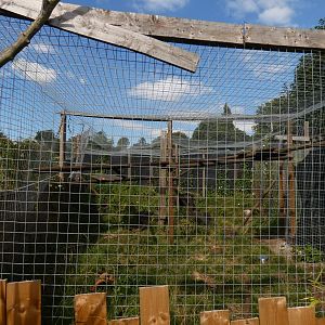 Tayra enclosure
