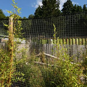 Geoffroy's Cat enclosure