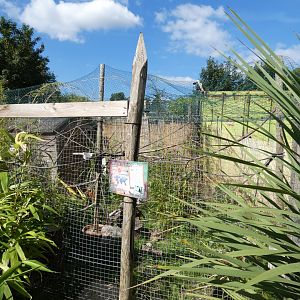 Channel-billed Toucan aviary