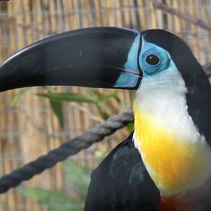 Channel-billed Toucan