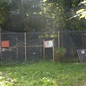 Asian Palm Civet enclosure