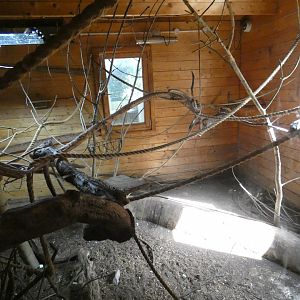 Brazilian Porcupine, Armadillo and Marmoset enclosure