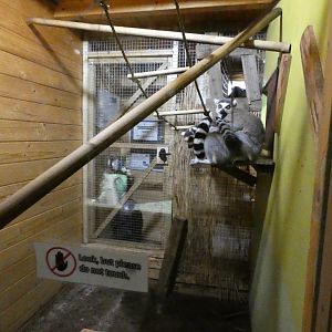 Lemur indoors