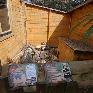 Striped Skunk enclosure