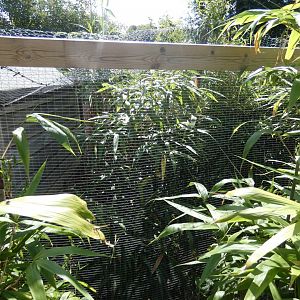 Rusty-spotted Cat enclosure