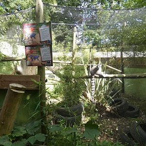 Second Lemur enclosure