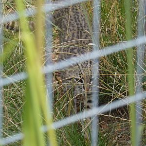 Geoffroy's Cat