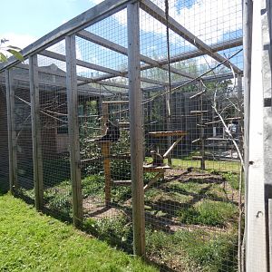 Capuchin enclosure