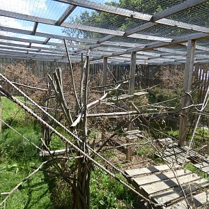 Black-and-white Ruffed Lemur enclosure