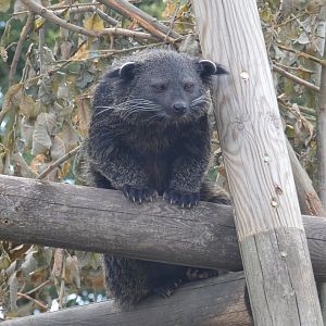 Binturong
