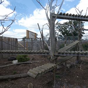 Ring-tailed Coati enclosure