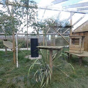 Serval enclosure