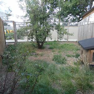 Racoon Dog enclosure