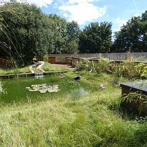 Asian Short-clawed Otter enclosure