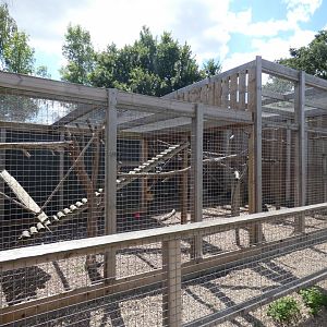 North American Racoon enclosure