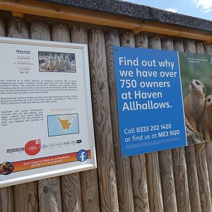 Meerkat signage