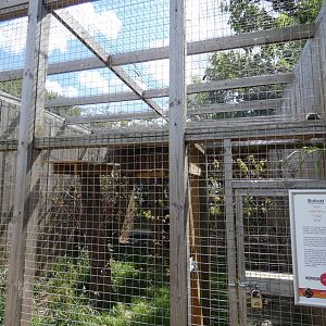 Bobcat enclosure