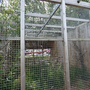 Great Grey Owl aviary