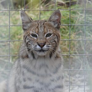 Bobcat
